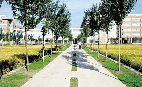 南充廣播電視大學南部縣分?！鸽姶蟆?></a></div>
          <dl>
              <dt><a href=