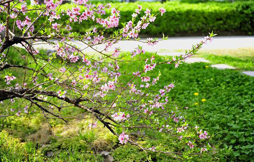 石阡縣楓香鄉九年制學校