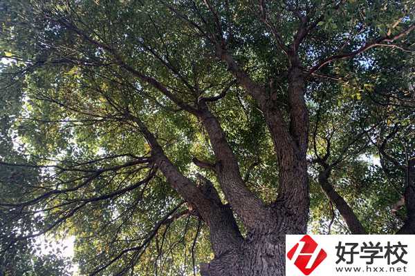 湖南省商業職業中專學校在哪里？升學就業怎么樣？