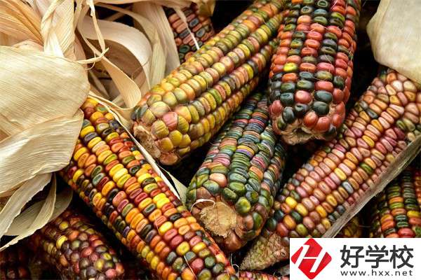 岳陽中職學校哪些專業好？有什么學校推薦？