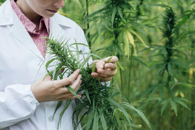 中草藥栽培技術專業就業方向