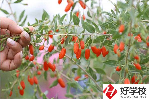 在湘西學中草藥栽培怎么樣？開設此專業的學校有哪些？