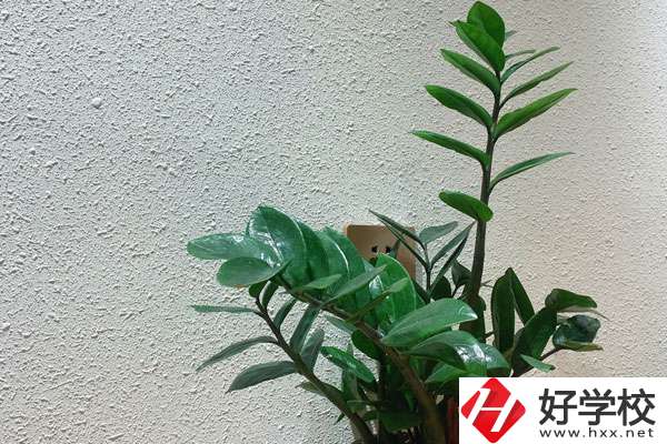 安鄉縣職業中專學校有哪些專業?如何收費？