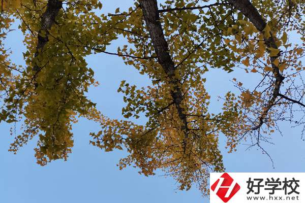 株洲有哪些比較好的中專學校？