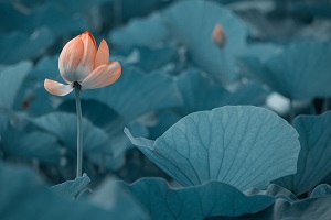 很多考生在結束了高考之后，由于成績不理想，未能如愿進入理想的大學